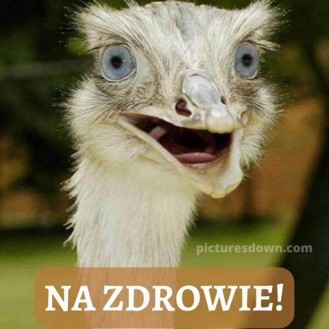 Obrazek życzenia szybkiego powrotu do zdrowia śmieszne struś do pobrania za darmo