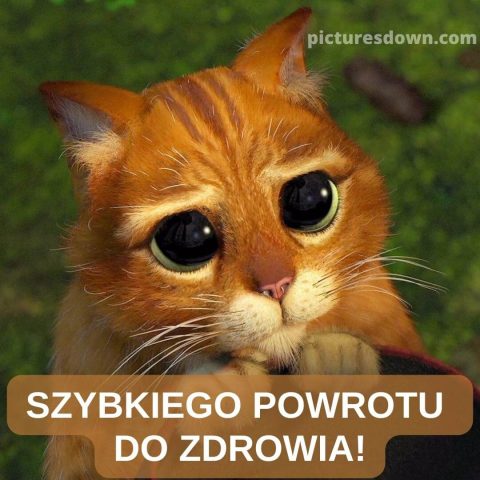 Obrazek życzenia szybkiego powrotu do zdrowia śmieszne kot do pobrania za darmo