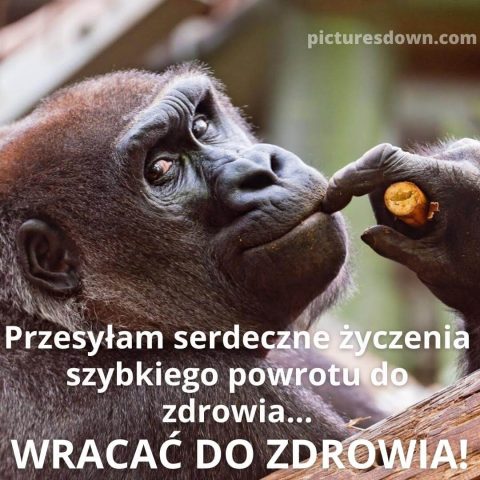 Wesołe życzenia powrotu do zdrowia kartka goryl do pobrania za darmo