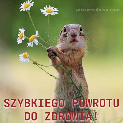 Szybkiego powrotu do zdrowia kartka rumianek do pobrania za darmo