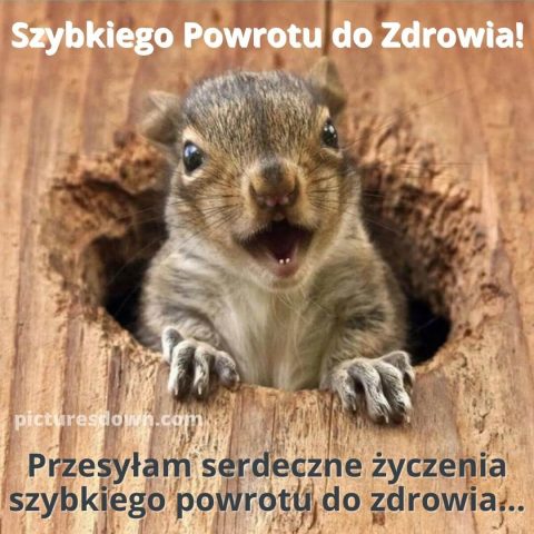 Wesołe życzenia powrotu do zdrowia kartka wiewiórka w zagłębieniu do pobrania za darmo