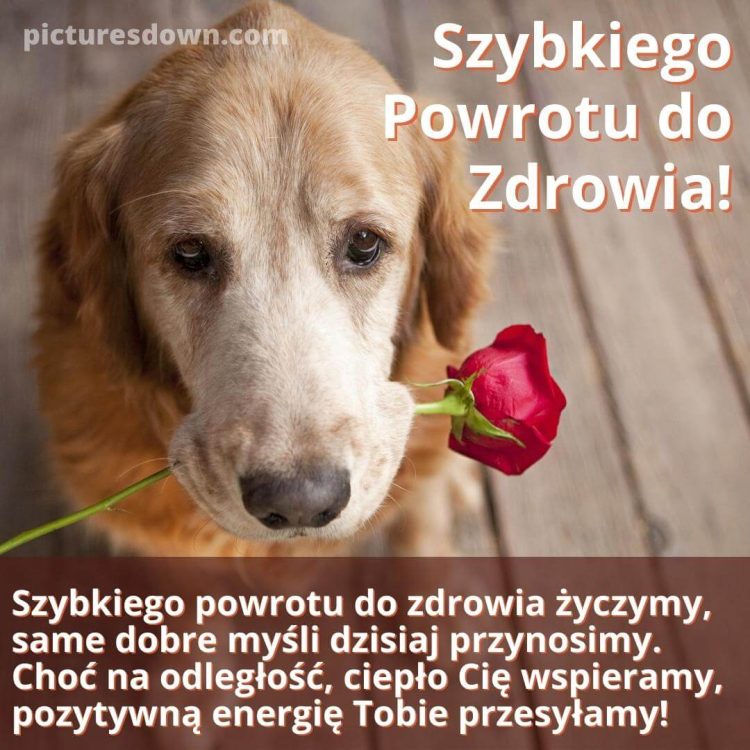 Szybkiego powrotu do zdrowia obrazek pies z kwiatem róży do pobrania za darmo