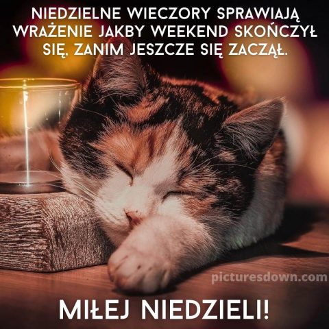 Śmieszne obrazek na niedziele śpiący kot do pobrania za darmo