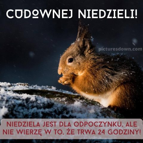 Śmieszne obrazek na niedziele wiewiórka i śnieg do pobrania za darmo