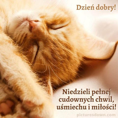 Śmieszne obrazek na niedziele leżący kot do pobrania za darmo