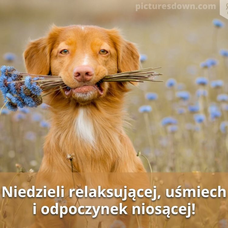 Śmieszne obrazek na niedziele pies z kwiatami do pobrania za darmo
