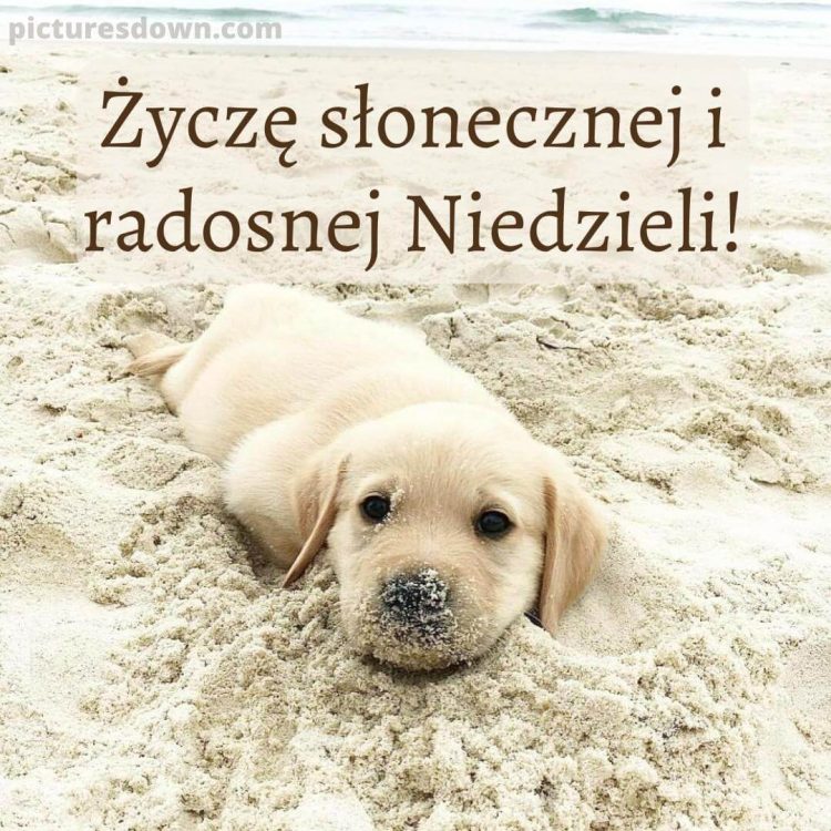 Śmieszne obrazek na niedziele pies w piasku do pobrania za darmo