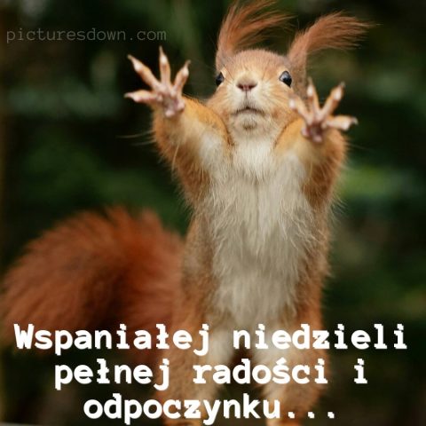 Śmieszne obrazek na niedziele wiewiórka do pobrania za darmo