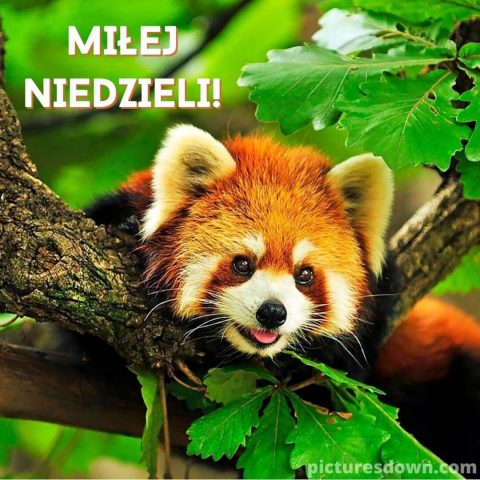 Śmieszne obrazek na niedziele panda szop pracz do pobrania za darmo