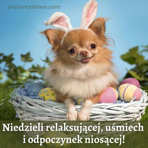 Śmieszne obrazek na niedziele pies w koszu do pobrania za darmo