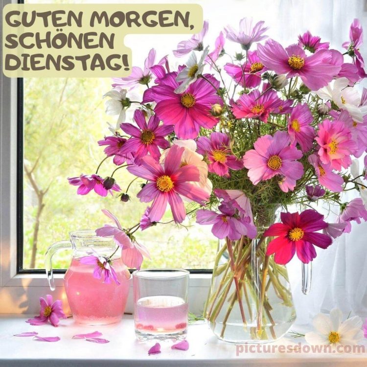 guten morgen dienstag bild Blumen am Fenster kostenlos herunterladen