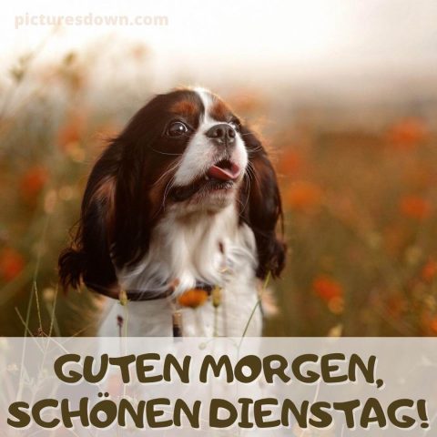 guten morgen dienstag bild Hund kostenlos herunterladen