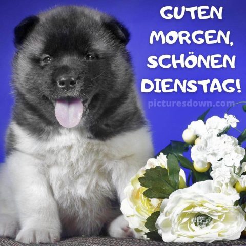 guten morgen dienstag bild Hündchen kostenlos herunterladen