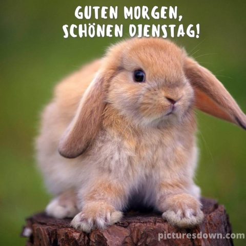 guten morgen dienstag bild Kaninchen kostenlos herunterladen
