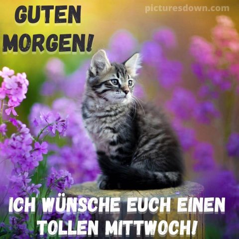 Guten morgen mittwoch bild Katze kostenlos herunterladen