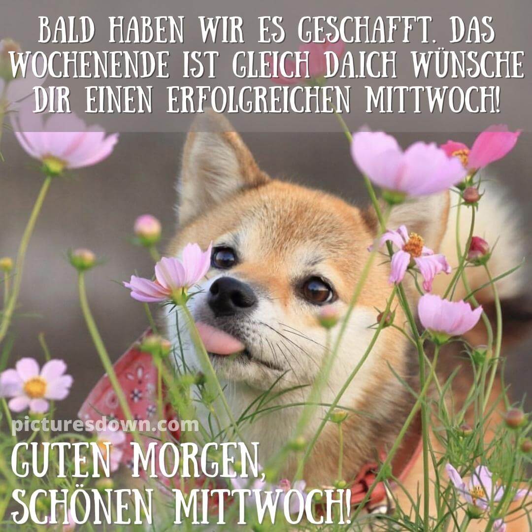Guten Morgen Mittwoch Bilder Sch nen Mittwoch Bilder Guten Morgen Mittwoch Bilder Sch nen Mittwoch Bilder