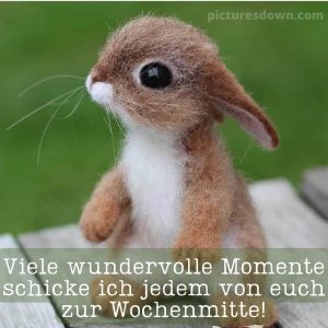 Guten morgen mittwoch lustig bild weißer Hund kostenlos