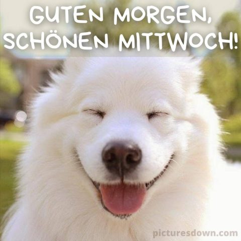 Guten morgen mittwoch bild weißer Hund kostenlos herunterladen