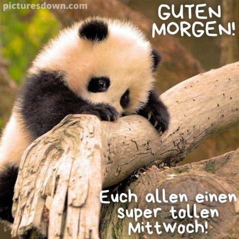 Guten morgen mittwoch bild Panda kostenlos herunterladen