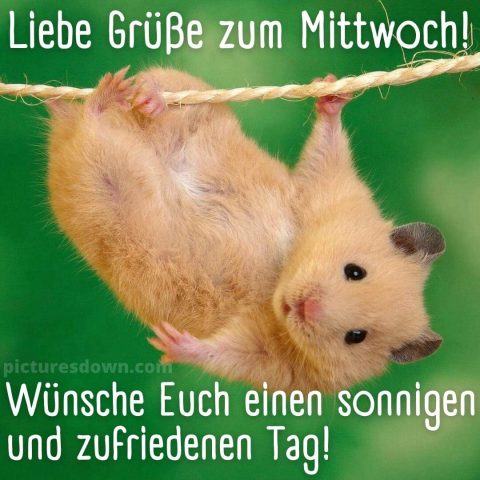 Guten morgen mittwoch bild Maus kostenlos herunterladen
