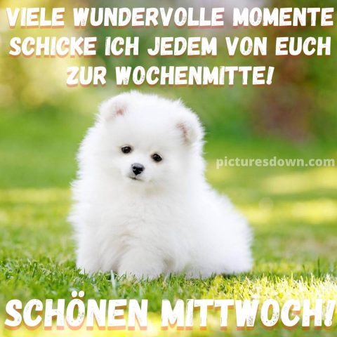 Guten morgen mittwoch bild ein kleiner Hund kostenlos herunterladen