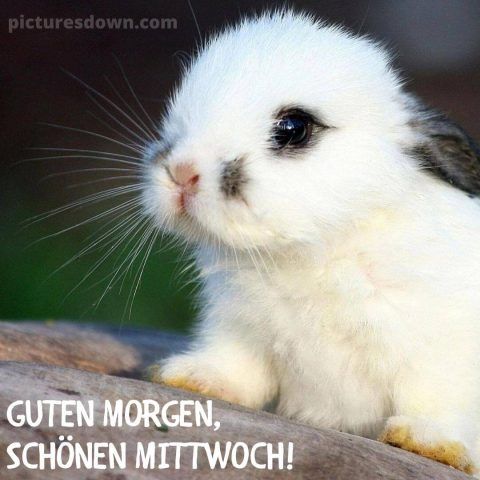Guten morgen mittwoch bild Kaninchen kostenlos herunterladen