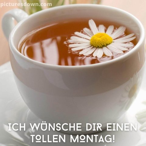 Montag guten morgen grüße bild Kamillentee kostenlos herunterladen