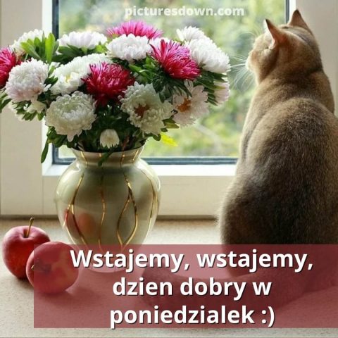 Kartka pozdrowienia na poniedziałek dzień dobry kot do pobrania za darmo