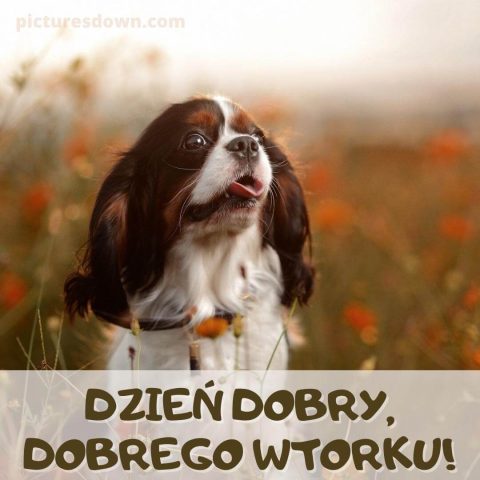 Miłego wtorku obrazek na dzień dobry pies do pobrania za darmo