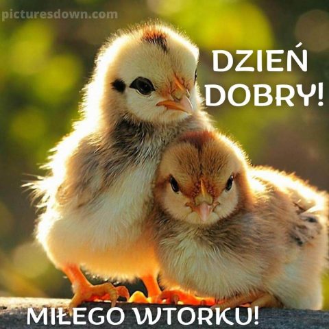 Miłego wtorku obrazek na dzień dobry kurczaki do pobrania za darmo
