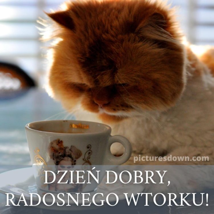 Miłego wtorku obrazek na dzień dobry kot i kawa do pobrania za darmo
