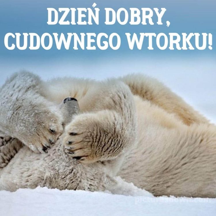 Obrazek dzień dobry we wtorek śmieszne Niedźwiedź polarny do pobrania za darmo