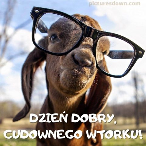Obrazek dzień dobry we wtorek śmieszne koza w okularach do pobrania za darmo