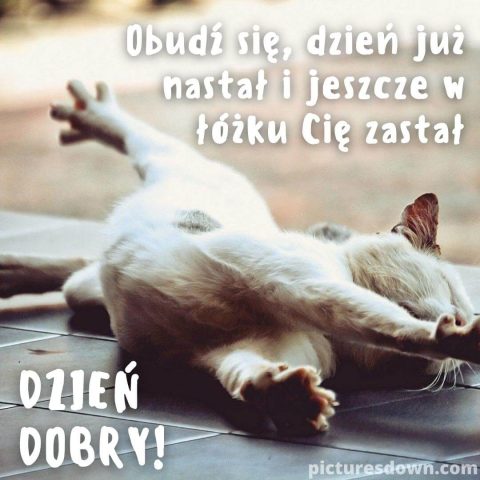 Obrazek dzień dobry we wtorek śmieszne leżący kot do pobrania za darmo