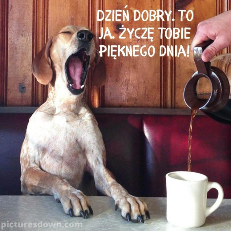 Obrazek dzień dobry we wtorek śmieszne pies i kawa do pobrania za darmo