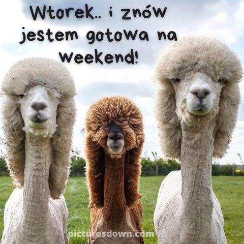 Obrazek dzień dobry we wtorek śmieszne wielbłądy do pobrania za darmo