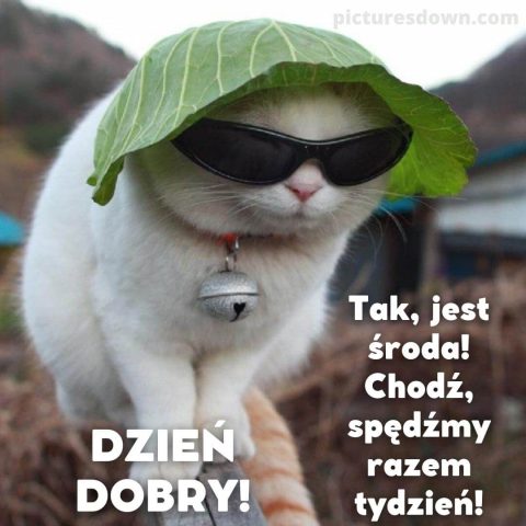 Kartka dzień dobry w środę śmieszne kot w okularach do pobrania za darmo