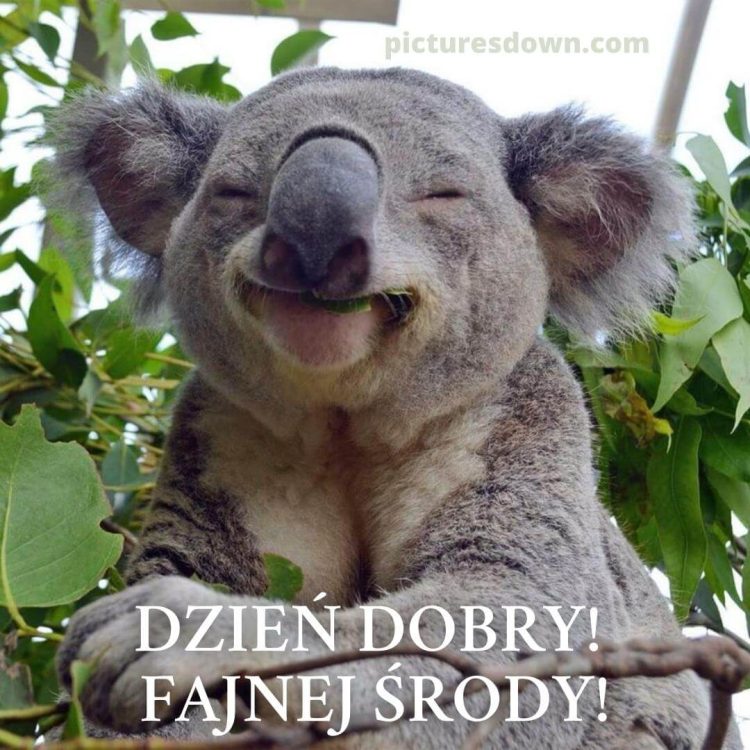 Obrazek miłej środy śmieszne koala do pobrania za darmo