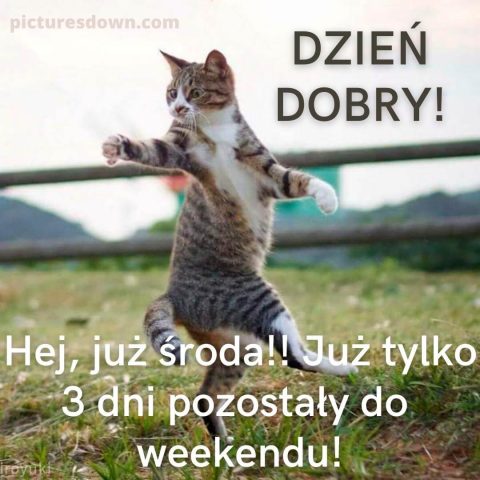 Kartka dzień dobry w środę śmieszne kot do pobrania za darmo