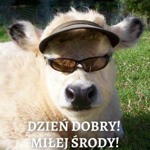 Kartka dzień dobry w środę śmieszne krowa do pobrania za darmo