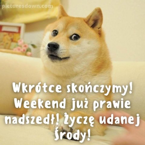 Kartka dzień dobry w środę śmieszne shiba inu do pobrania za darmo