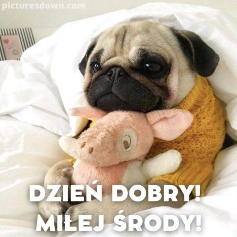 Kartka dzień dobry w środę śmieszne pies i zabawka do pobrania za darmo