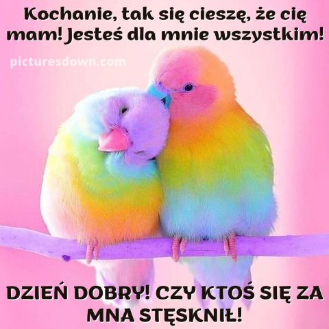 Kartka miłosne na środę papugi do pobrania za darmo