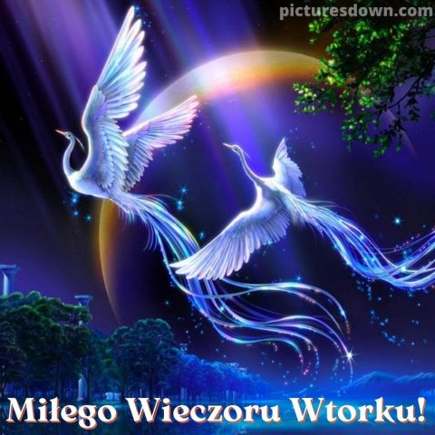 Kartka na dobranoc na wtorek ogniste ptaki do pobrania za darmo