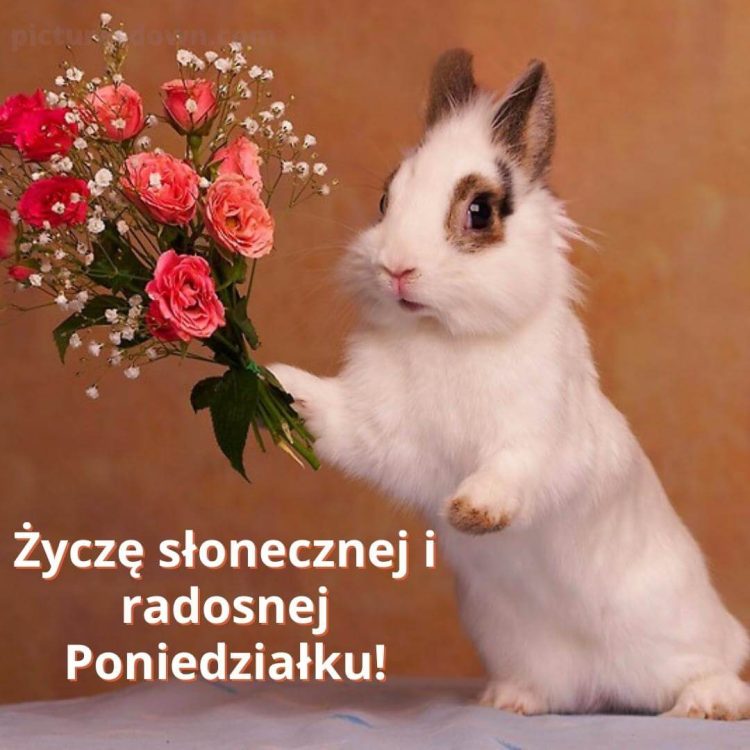 Obrazek na poniedziałek Królik do pobrania za darmo