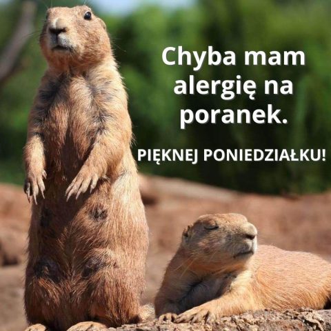 Obrazek na poniedziałek świstaki do pobrania za darmo