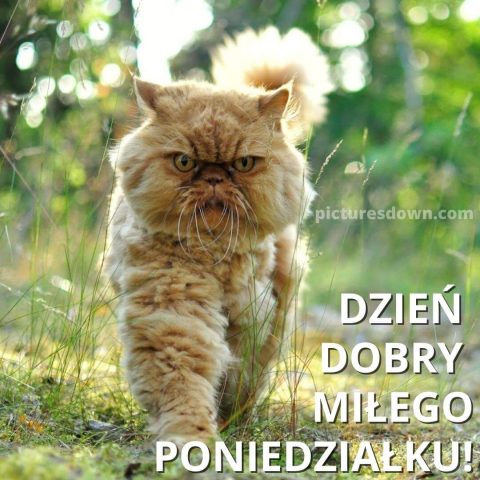 Obrazek na poniedziałek duży kot do pobrania za darmo