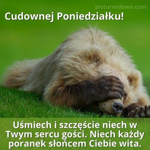 Obrazek na poniedziałek Niedźwiedź do pobrania za darmo