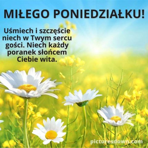 Obrazek na poniedziałek rumianek do pobrania za darmo