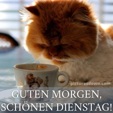 Schönen dienstag kaffee bild Katze kostenlos herunterladen